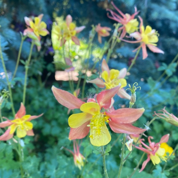 Meet your Posher, Krista - Picture 1 of 1